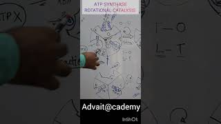 ATP Synthase [upl. by Assanav]