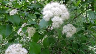 Capital Naturalist Arrowwood Viburnum [upl. by Reitman]