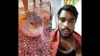 Puffed fish funny video prank fish fishing [upl. by Ised]