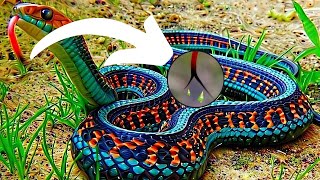 The Secret Technique of Snakes [upl. by Pall]