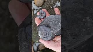 Grammoceras ammonite fossil finds on the Yorkshire Jurassic coast fossilhunting [upl. by Ilrebmik189]