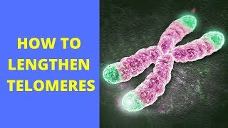 How to Lengthen Telomeres With Food and Live Longer [upl. by Airotkiv715]