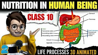 Nutrition In Human Beings class10  Animated  Digestive System  Life Processes  Ncert Part2 [upl. by Annig]