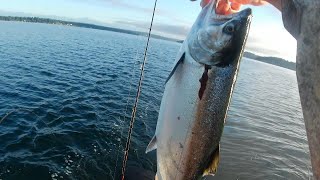 South Puget sound area 13 Blackmouth Coho amp Seals Boo [upl. by Rahas]