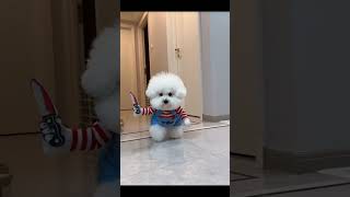 Cute puppy Costume funny viralvideo puppy cutepet doglife puppies doglover halloween shorts [upl. by Eikin]