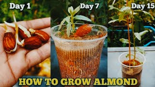 How to grow almond plant  The easiest way to grow almond tree  Almond harvesting [upl. by Nivrag]