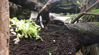 Ctenosaura pectinata panda pied eating in the greenhouse [upl. by Aham]