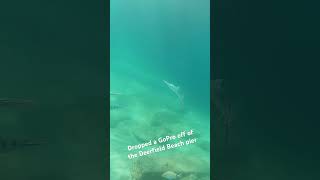 Dropped a GoPro off of the Deerfield Beach pier gopro florida underwater fish ocean [upl. by Ecraep]