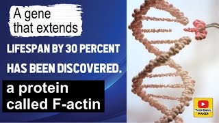 A gene that extends lifespan by 30 percent has been discovered a protein called Factin [upl. by Ahsier]