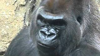 Silverback Gorilla  alpha male of the troop  evening meal at Toledo Zoo 11JUL12 [upl. by Mady154]