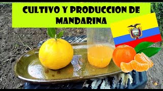 PRODUCCION DE MANDARINA EN ECUADOR tangerine puellaro patate perucho [upl. by Stedman]