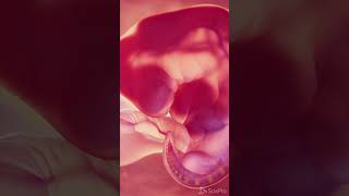 Animation of a Fetus at week 6 meded anatomy [upl. by Amos]