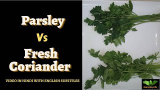 Parsley Vs Fresh Coriander  Flat Leaf Parsley Vs Dhania ke Patte  Everyday Life 234 [upl. by Mannuela]