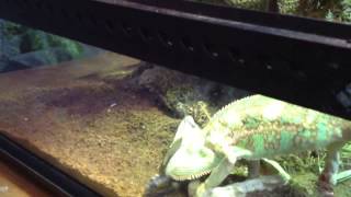 Veiled Chameleon Rango eats Dubia Roach [upl. by Akahc501]