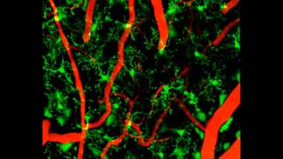 Meningeal Macrophage and Microglial Dynamics in the Uninjured Brain [upl. by Treboh633]