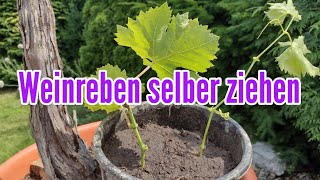 Weinreben selber ziehen  Wein vermehren durch Stecklinge und Ableger Weintrauben Pflanze [upl. by Israeli100]