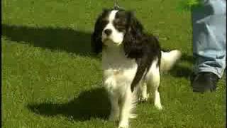 Breed All About It  Cavalier King Charles Spaniel [upl. by Gmur172]