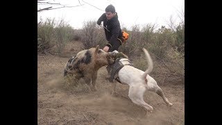 Wild Boar Hunting with dogs Action Compilation part 2 [upl. by Gery]