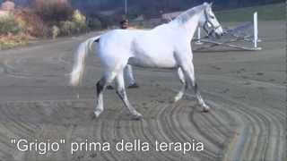 Cavallo con rottura del legamento collaterale  Cellule staminali del sangue [upl. by Arden]