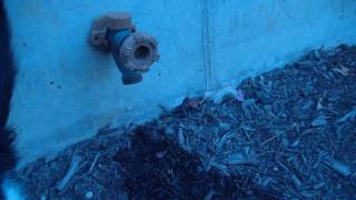 How to Winterize Hose Bibb or Spigot  ProMaster Home Repair [upl. by Lime]