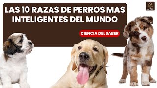 Las 10 Razas de Perros Más Inteligentes del Mundo ¡La 1 Te Sorprenderá [upl. by Derdle]