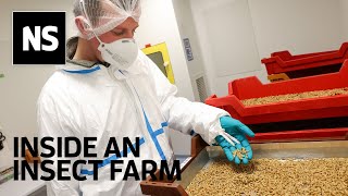 Inside an insect farm Are mealworms a sustainable meat alternative [upl. by Attennhoj]