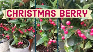 Christmas Berry  Ardisia Bospremium  Coral berry  Indoor Berries  Jungle Berries  Indoor Plant [upl. by Llerihs360]