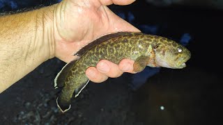 Catching Native Freshwater Blackfish At Sunset [upl. by Akienom]