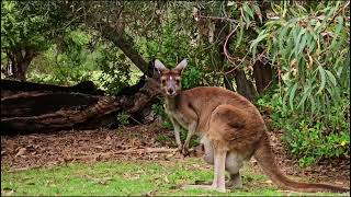 MOST IMPORTANT Animals on Australia [upl. by Mot]