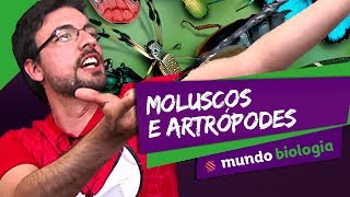 🐍 Zoologia 46 Moluscos e Artrópodes  Biologia  ENEM [upl. by Qidas597]