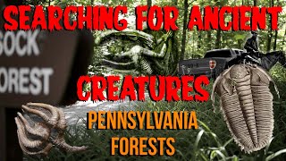 How to find Ancient Fossils in Pennsylvania Forests [upl. by Jandel]