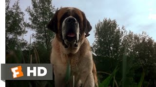 Cujo 88 Movie CLIP  Bats Bites 1983 HD [upl. by Mandy]