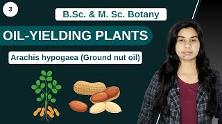 Economic Botany  OILYIELDING PLANTS  Arachis hypogaea Ground nut oil  B Sc amp M Sc [upl. by Akirre]