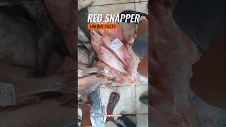 Bought a Fresh Red Snapper at the Fish Market Check Out This Quality Catch Seafood [upl. by Jauch669]