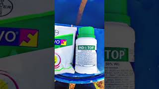 Best combination of fungicide amp insecticide  Nativo 100gm200 litamp indotop 100gm200lit  spray [upl. by Ardnola]