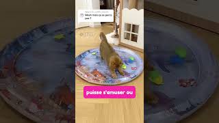 Ce tapis aquatique exprès pour les chats [upl. by Auehsoj288]