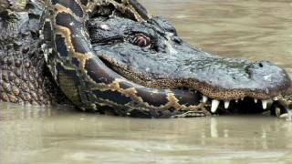 Python vs Alligator 10  Real Fight  Python attacks Alligator [upl. by Nerrot]