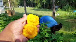 How to Harvest and Grade Scotch Bonnet Peppers for seed saving [upl. by Willms569]