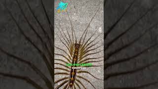 Worlds Largest Centipedecentipede shorts facts ytshorts funfacts [upl. by Yornoc]