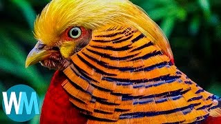 Top 10 Most Stunningly Beautiful Birds in the World [upl. by Gosney]