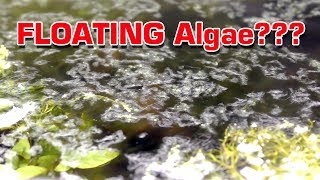 FLOATING Aquarium Algae Problem  WHAT IS IT Removing it [upl. by Corydon349]