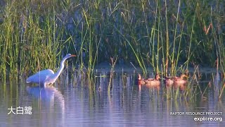 Great Egret Mississippi River 2024 09 20 [upl. by Llekcm]