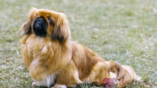 Pekinés Pekingese  Raza de Perro [upl. by Ydnas]