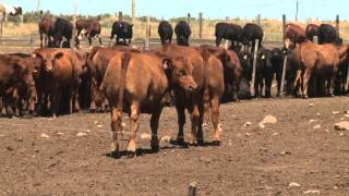 Argentinas Proteco Feedlot  May 16 2014 [upl. by Niven]