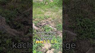 Snake changing the body 😱😱shortvideo snake nature [upl. by Aisorbma]