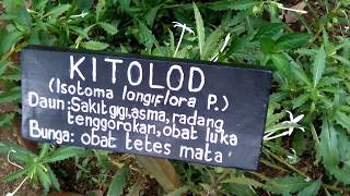 Tanaman Kitolod Isotoma Longiflora [upl. by Anaitsirc]