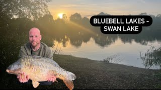 Bluebell Lakes  Swan Sandmartin amp Mallard Carp Fishing [upl. by Stryker752]