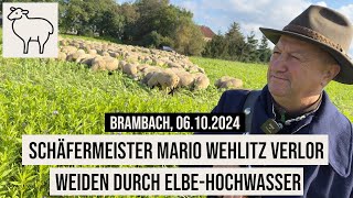 06102024 BrambachDessauRoßlau Schäfermeister Mario Wehlitz verlor Weiden durch ElbeHochwasser [upl. by Airpal572]