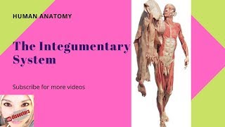 General anatomy  The Integumentary System [upl. by Chap806]