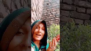 Gana lagan Tulsi like aur subscribe Karen [upl. by Anayt]